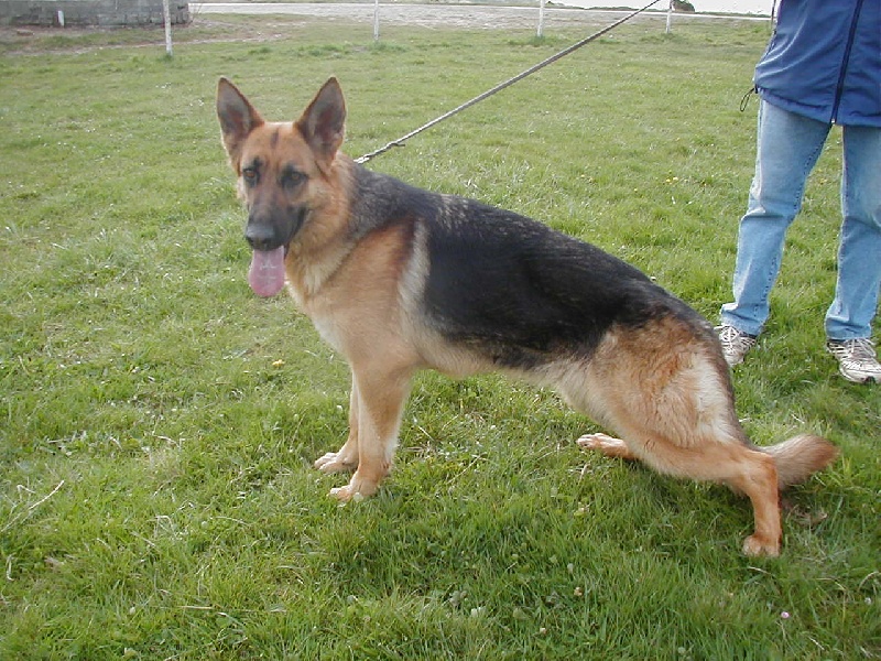 Asel du domaine des Bankiva