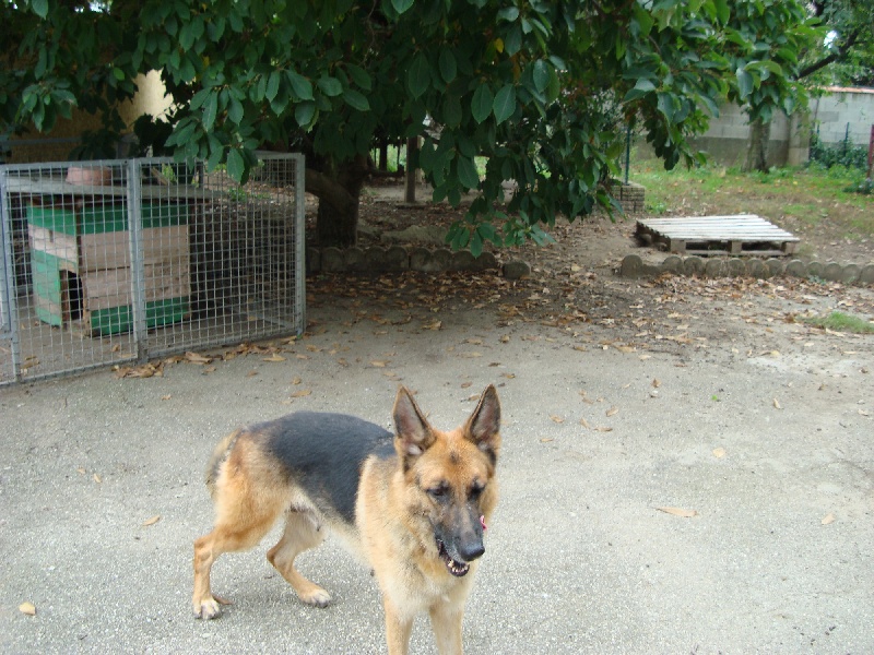 Ariane du domaine des Bankiva