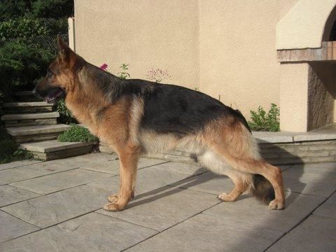 Hector du domaine des Bankiva